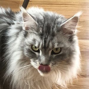 Meet your Posher, Isabelle